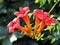 Trumpet vine flowers.