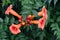 Trumpet Vine flowers and buds