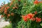 Trumpet vine flowers on fence. Campsis radicans trumpet vine or trumpet creeper, also known in North America as cow itch vine or