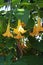 Trumpet Vine with Yellow Flowers