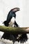 Trumpeter Hornbill