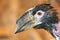 Trumpeter Hornbill