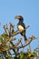 Trumpeter Hornbill