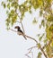 Trumpeter Hornbill