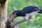 Trumpeter Hornbill Ceratogymna bucinator Exotic Bird Stock Photo