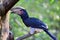 Trumpeter Hornbill Ceratogymna bucinator Exotic Bird Stock Photo