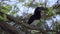 Trumpeter Hornbill perched on a branch