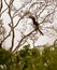 Trumpeter Hornbill on a tree