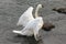 Trumpeter Swan