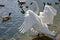 Trumpeter Swan