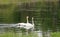 Trumpeter Swan