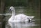 Trumpeter swan