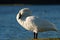 Trumpeter Swan cleaning feathers at lakeside