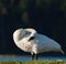 Trumpeter Swan cleaning feathers at lakeside