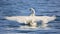 Trumpeter Swan Completely Wingspread