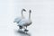 Trumpeter Swan couple posing on icy lake