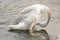 Trumpeter Swan Cygnet