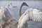 Trumpeter Swan Cygnet