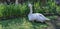 Trumpeter Swan - Cygnus buccinator