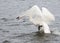 Trumpeter Swan (Cygnus buccinator) on the Attack