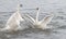 Trumpeter Swan (Cygnus buccinator) Conflict