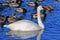 Trumpeter swan, Cygnus buccinator at Esquimalt Lagoon, Vancouver Island