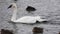 Trumpeter Swan, Cygnus buccinator, swimming