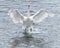 Trumpeter Swan (Cygnus buccinator) Touchdown