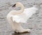 Trumpeter Swan (Cygnus buccinator) Wing Flap