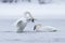 Trumpeter swan displaying dominance