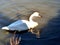 Trumpeter swan enjoying lake