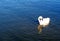 Trumpeter swan enjoying lake