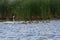 Trumpeter swan family