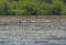 Trumpeter Swan Family Feeding in a Marshy Lagoon