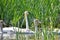 Trumpeter Swan family in wetlands