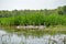 Trumpeter Swan family in wetlands