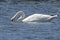 Trumpeter Swan Feeding in a Shallow Lake