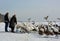 Trumpeter swan feeding in Winter