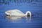 Trumpeter swan feeding, Yellowstone National Park, Wyoming