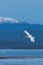 Trumpeter swan flies over a lake in the evening