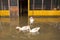 a trumpeter swan and friends enjoying hurricane flooding in florida