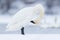 Trumpeter swan grooming self