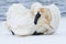 Trumpeter swan grooming self