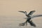 Trumpeter swan, its wings spread, skis along the surface of Saanich Inlet as it lands at sunset