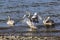 Trumpeter Swan juvenile