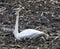 Trumpeter Swan in a Muddy Farm Field #1