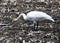 Trumpeter Swan in a Muddy Farm Field #4