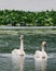 Trumpeter Swan Pair in Lake II