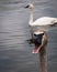 Trumpeter Swan Pair in Lake III