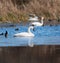 Trumpeter Swan posing on icy lake